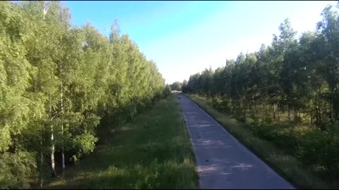 Flight on a fpv drone in a birch grove growing around Stock Footage 208654673