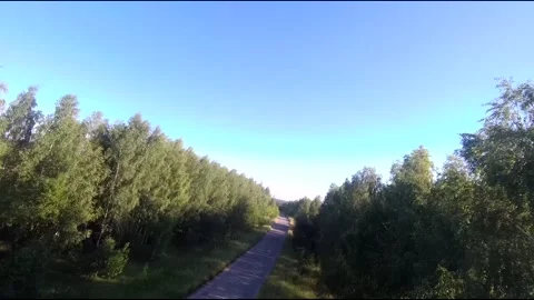 Flight on a fpv drone in a birch grove growing around Stock Footage 208654678