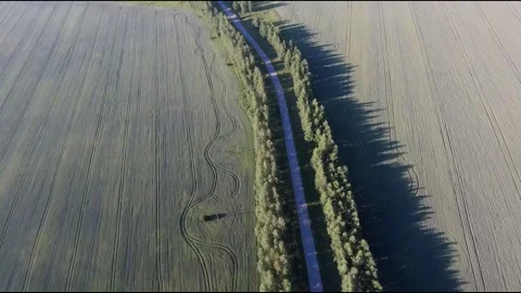 Flight on a fpv drone in a birch grove growing around Stock Footage 208655538