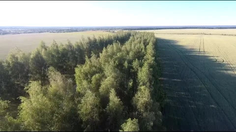 Flight on a fpv drone in a birch grove growing around Stock Footage 208655808