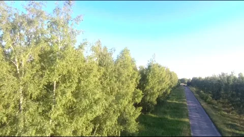 Flight on a fpv drone in a birch grove growing around Stock Footage 208656473