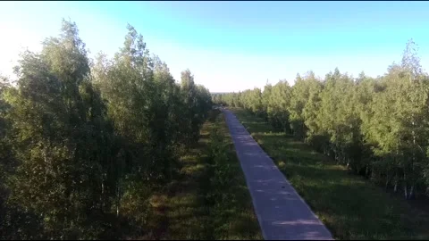 Flight on a fpv drone in a birch grove growing around Stock Footage 208656788