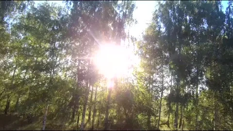 Flight on a fpv drone in a birch grove growing around Stock Footage 208656806