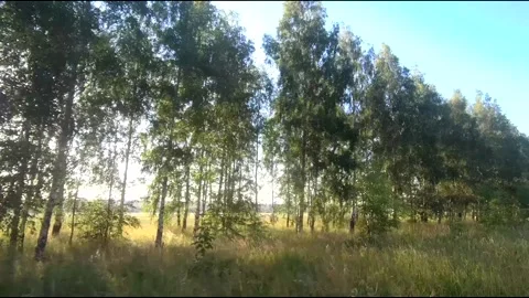Flight on a fpv drone in a birch grove growing around Stock Footage 208656844