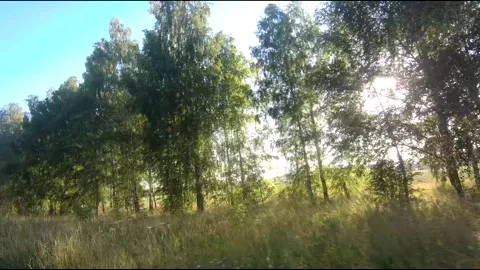 Flight on a fpv drone in a birch grove growing around Stock Footage 208657024