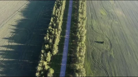 Flight on a fpv drone in a birch grove growing around Stock Footage 208657097