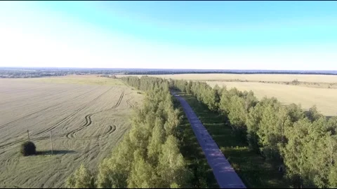 Flight on a fpv drone in a birch grove growing around Stock Footage 208657496
