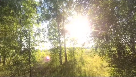 Flight on a fpv drone in a birch grove growing around Stock Footage 208657510