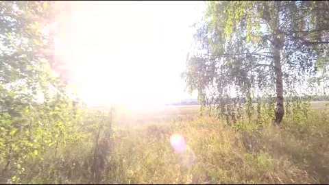 Flight on a fpv drone in a birch grove growing around Stock Footage 208657854