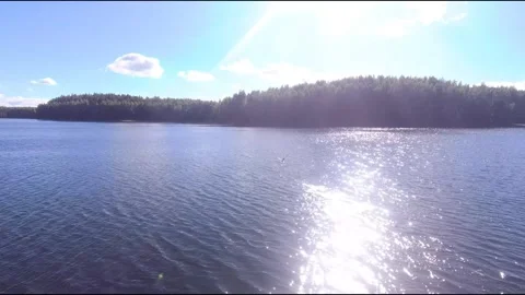 Flight on a fpv drone for a cormorant Stock Footage 208627169