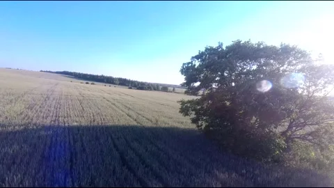 Flight on a fpv drone in a large beautiful field Stock Footage 208662359