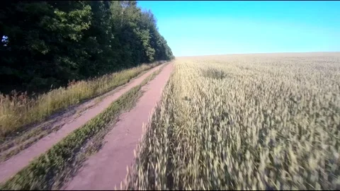 Flight on a fpv drone in a large beautiful field Stock Footage 208662360