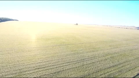 Flight on a fpv drone in a large beautiful field Stock Footage 208662581