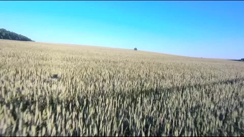 Flight on a fpv drone in a large beautiful field Stock Footage 208662802