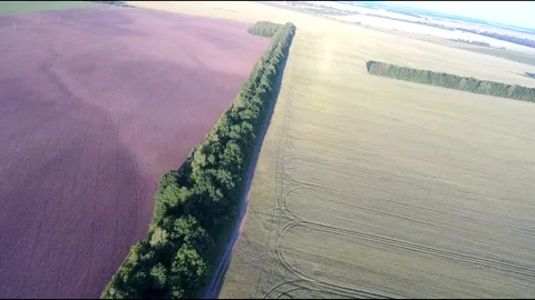 Flight on a fpv drone in a large beautiful field Stock Footage 208662852
