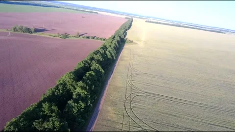 Flight on a fpv drone in a large beautiful field Stock Footage 208662873