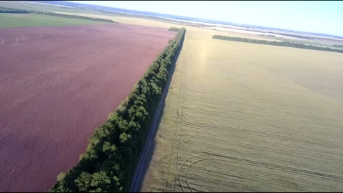 Flight on a fpv drone in a large beautiful field Stock Footage 208662877