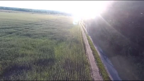 Flight on a fpv drone in a large beautiful field Stock Footage 208663030