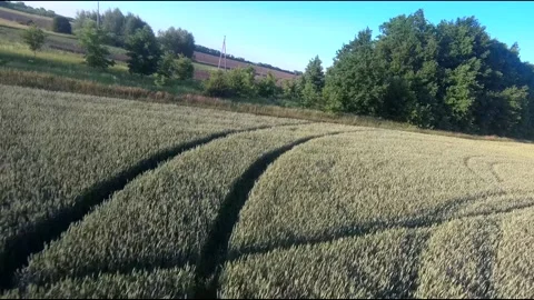 Flight on a fpv drone in a large beautiful field Stock Footage 208663087