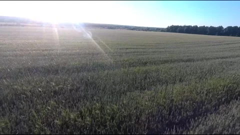 Flight on a fpv drone in a large beautiful field Stock Footage 208663262
