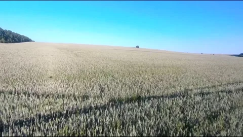Flight on a fpv drone in a large beautiful field Stock Footage 208663267
