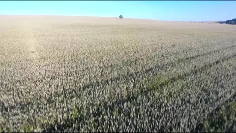 Flight on a fpv drone in a large beautiful field Stock Footage 208663386