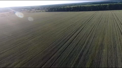Flight on a fpv drone in a large beautiful field Stock Footage 208663413