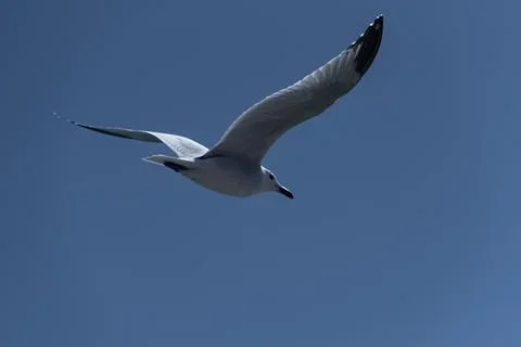 Flight of Freedom: Seagull's Soaring Elegance in Azure Sky Stock Photos
