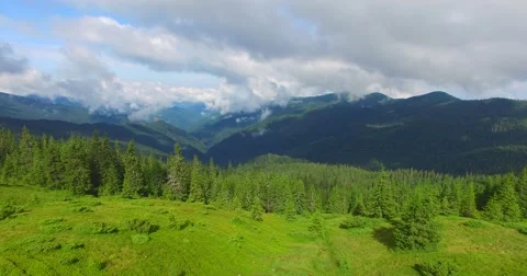 Flight to gorge covered with clouds over spruce forest Stock-Footage 65300425