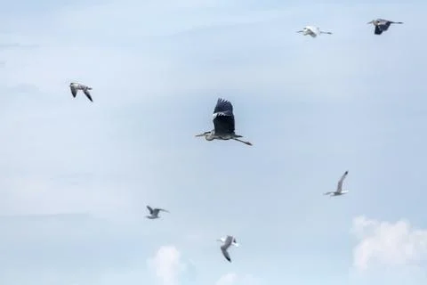 The flight of the gray heron Stockfoto's