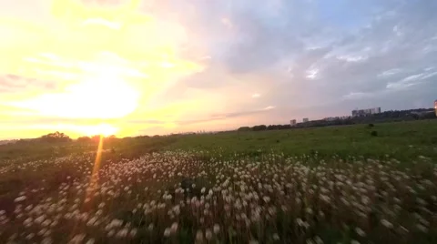 Flight in a green field on a fpv Stock Footage 196810103