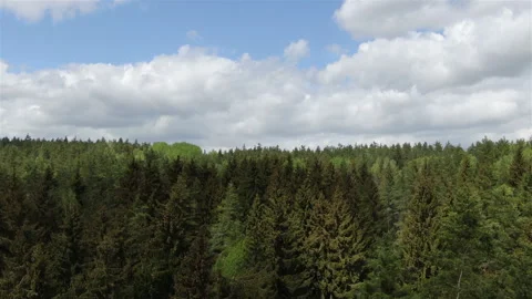 Flight on green forest. Stock Footage 242803632