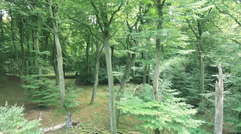Flight From Ground To Treetop Along Tree Stump Stock Footage 36834987