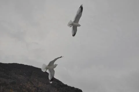 Flight of the gulls Stock Photos