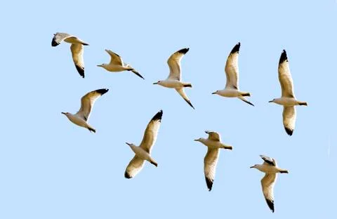 Flight of the gulls Stock Photos