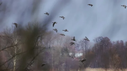 Flight of a herd of Greylag Goose behind trees, 4K slomo Stock Footage 171321308