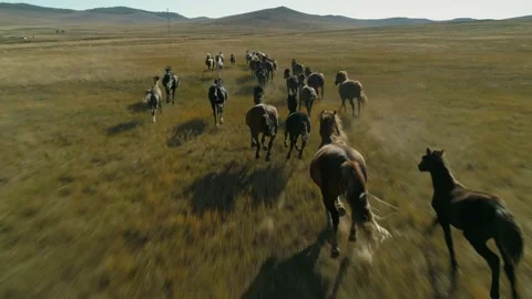 Flight herd horses galloping fast across steppe field pasture Sunset Slow motion Stock Footage 142777330