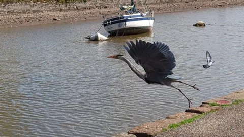 FLIGHT OF THE HERON Video stock 274405214