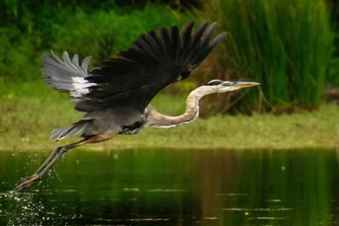 Flight of the heron 库存照片
