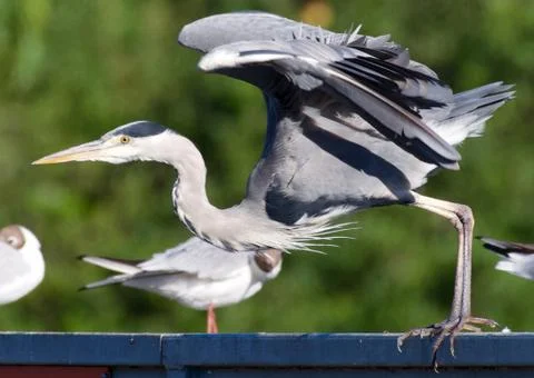 Flight of the heron! Stock Photos