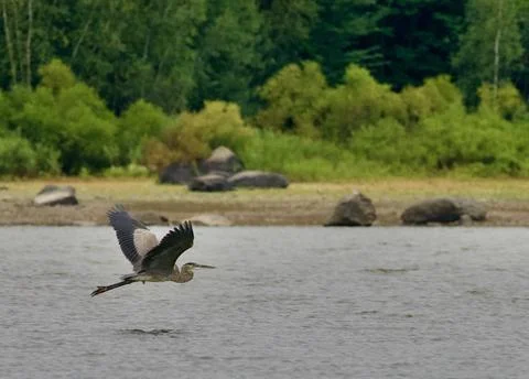 Flight of the heron 库存照片