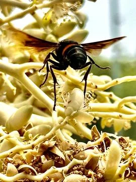 Flight of the honey bee in macro mode Stock Photos