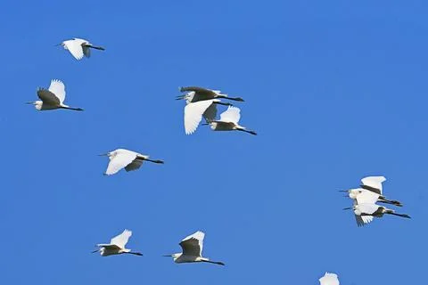 In Flight to the Horizon Stock Photos