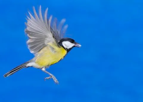 In flight. Stock Illustration
