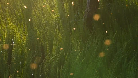 Flight of Insects Over a Green Glade 4K Stock Footage 274585264