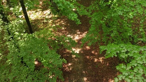 Flight inside green tree crowns Stock Footage 130294772