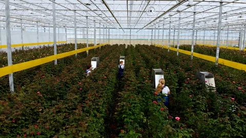 Flight inside the greenhouse over growing roses. Workers cut ripe roses Stock Footage 119424427