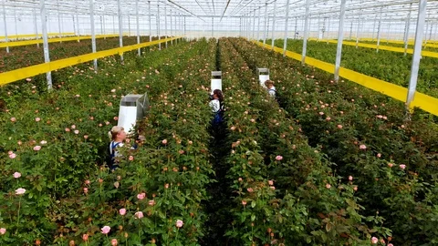 Flight inside the greenhouse over growing roses. Workers cut ripe roses Stock Footage 119424581