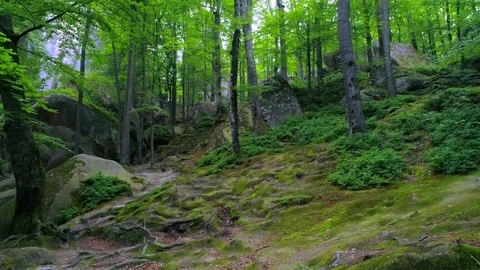 Flight inside rocky mountain forest with Green vegetation growing on a cliff Stock Footage 94744504