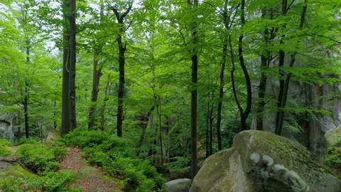 Flight inside rocky mountain forest with Green vegetation growing on a cliff Stock Footage 94744598